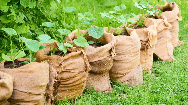 What Size Grow Bag Should You Use For Tomatoes (And Other Key Tips)