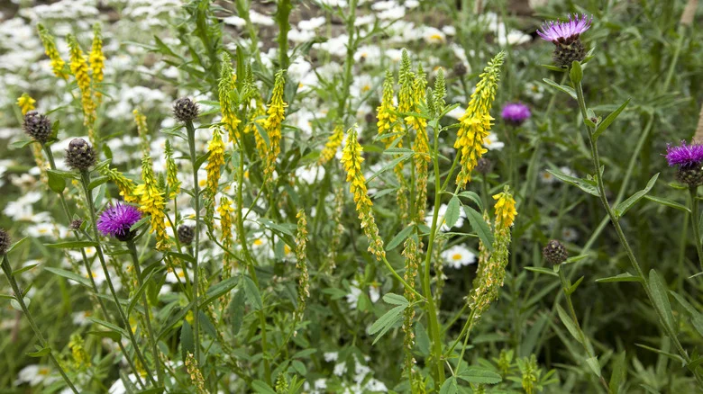What Sort Of Plants Belong In A Tapestry Lawn?