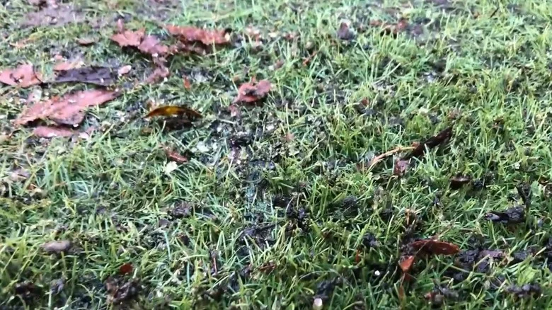 What That Dark Slimy Patch On Your Lawn Actually Means