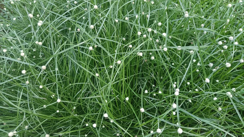 What That Sudden Color Shift In Your Fiber Optic Grass Really Means