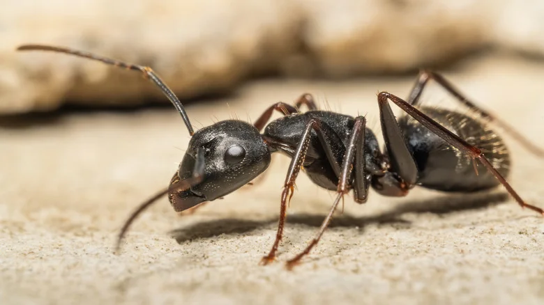 What To Do About Pavement Ants Taking Over Your Concrete Patio