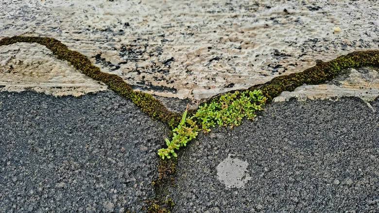 What To Do If There’s Moss On Your Driveway