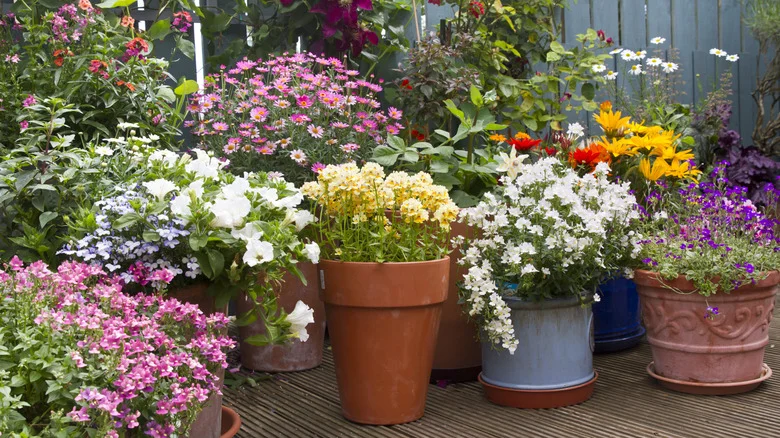 What To Do If Weeds Start Taking Over Your Flower Pots