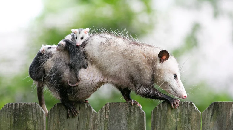 What To Do If You Find A Baby Opossum In Your Yard