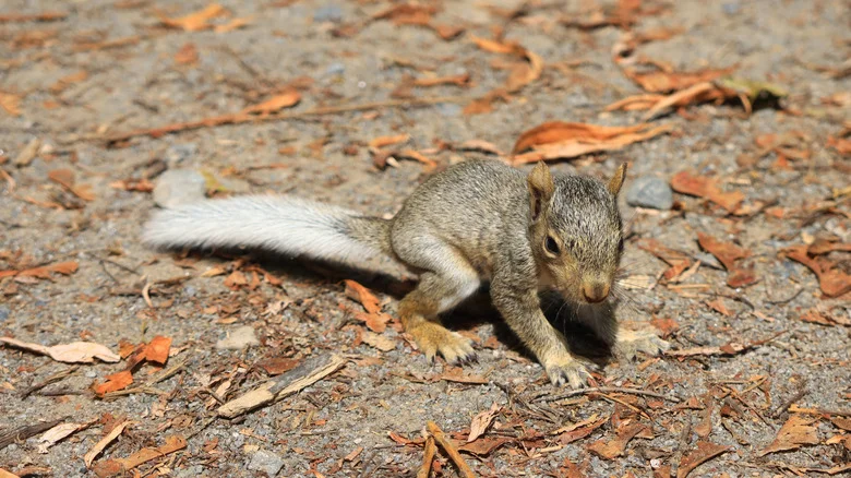 What To Do If You Find A Baby Squirrel Lying In Your Yard