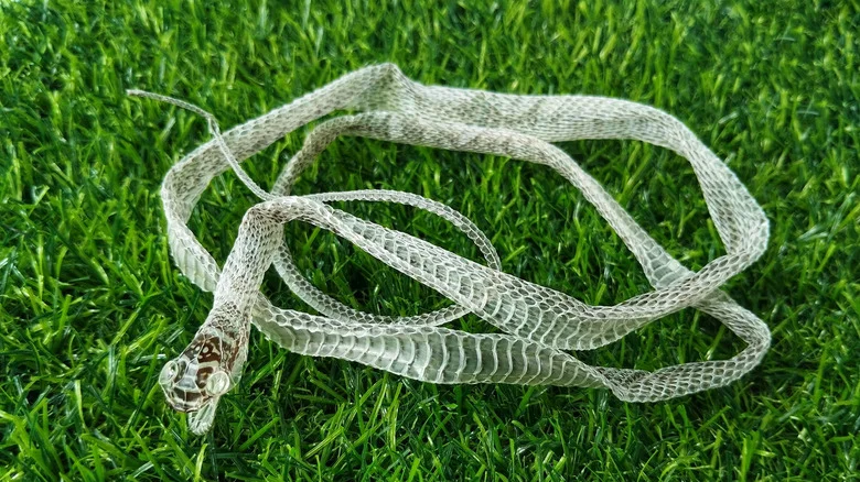 What To Do If You Find A Snake’s Shed Skin In Your Yard