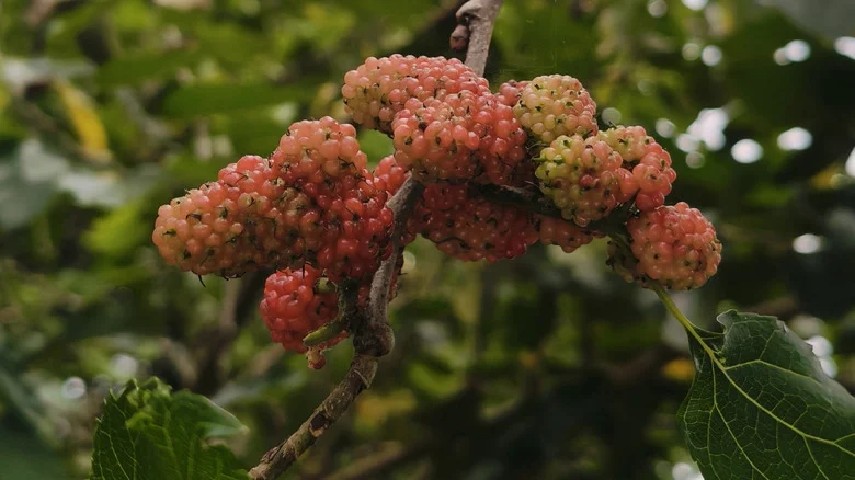 What To Do If You Find A White Mulberry Tree In Your Yard