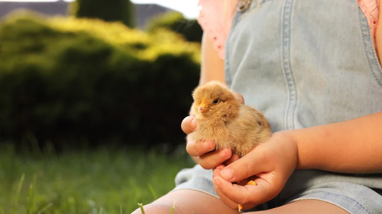What To Do If You Find Baby Animals In Your Yard This Spring