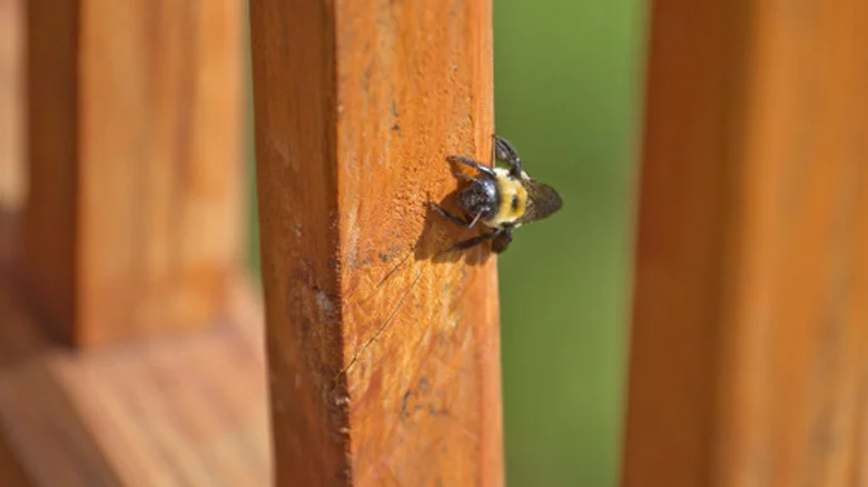 What To Do If You Find Carpenter Bees In Your Shed