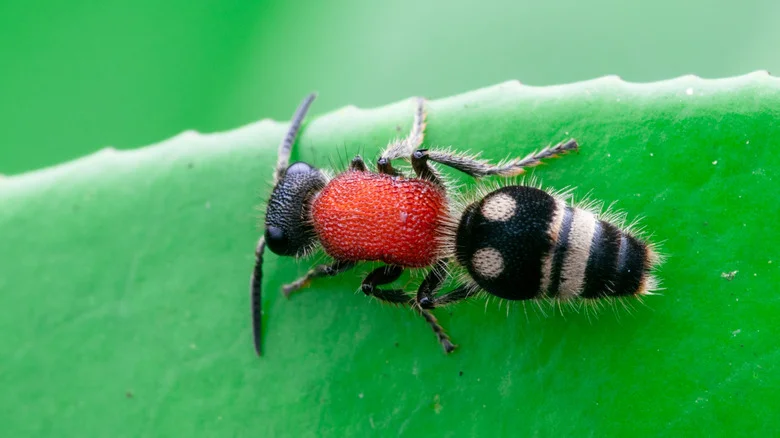 What To Do If You Find Cow Killer Ants In Your Yard