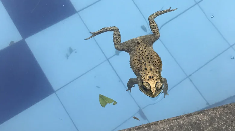 What To Do If You Find Frogs In Your Pool