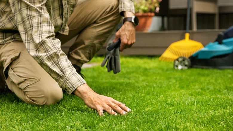 What To Do If You Find Reddish Brown Circles On Your Lawn And Grass