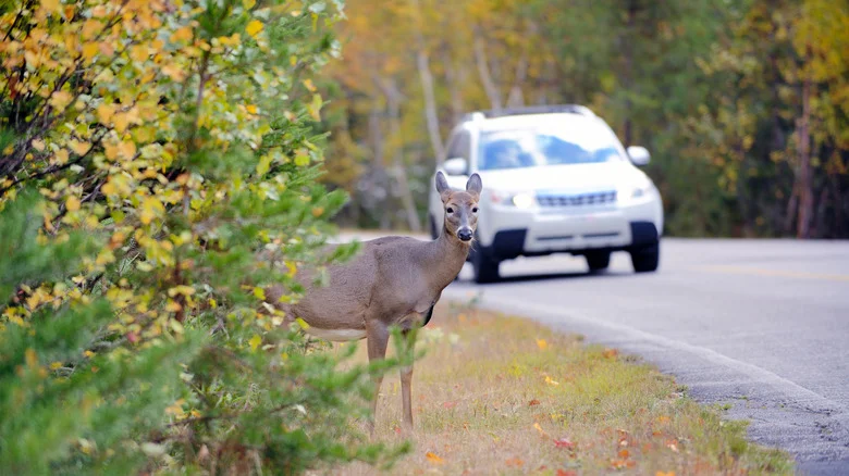 What To Do If You Find Roadkill In Your Yard