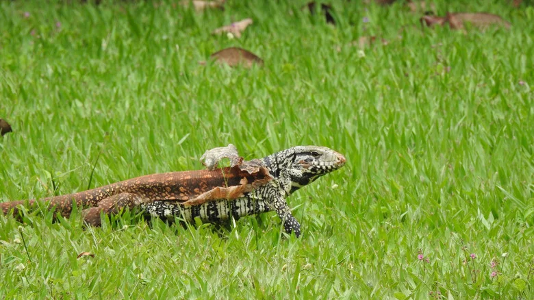 What To Do If You Find Shed Lizard Skin In Your Yard