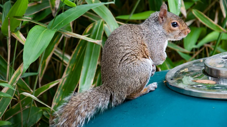 What To Do If You Find Squirrels In Your Compost Bin