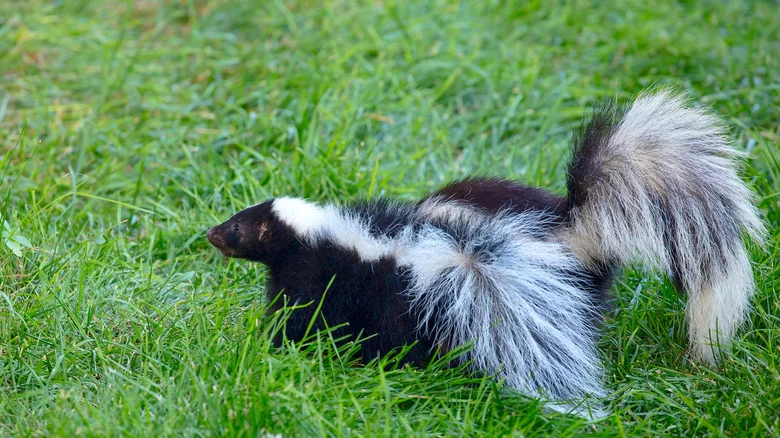What To Do If You Get Sprayed By A Skunk In Your Yard