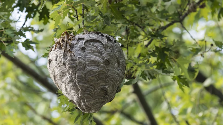 What To Do If You Have A Hornets Nest In Your Lawn