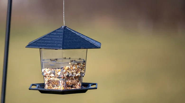 What To Do If You Keep Finding Dead Birds Near Your Backyard Feeder