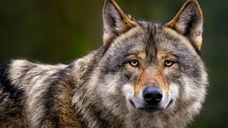 What To Do If You See Wolves In Your Yard
