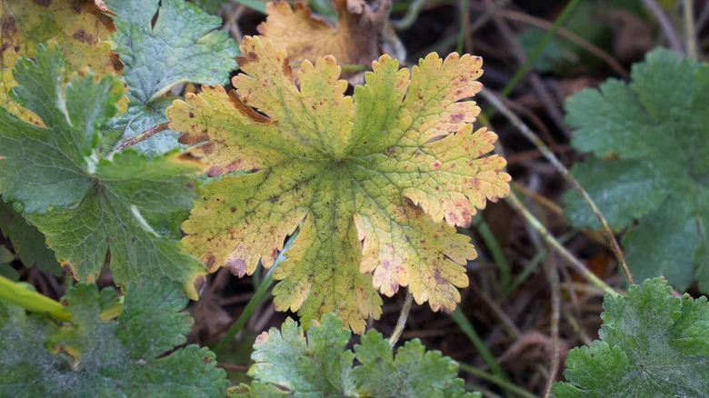 What To Do If Your Geranium Leaves Are Turning Yellow