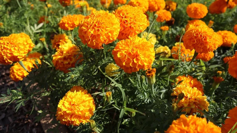 What To Do If Your Marigolds Aren’t Blooming