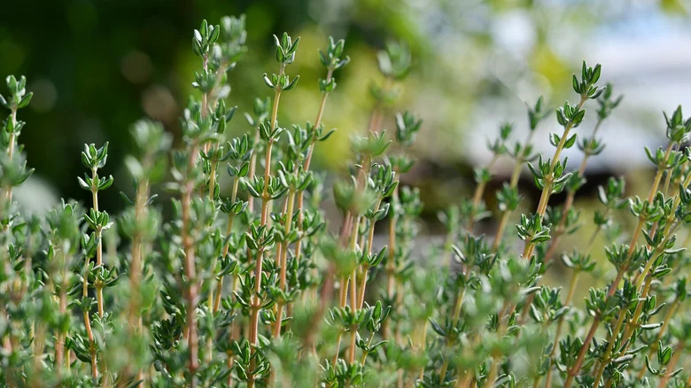 What To Do To Keep Your Thyme Healthy Through The Winter