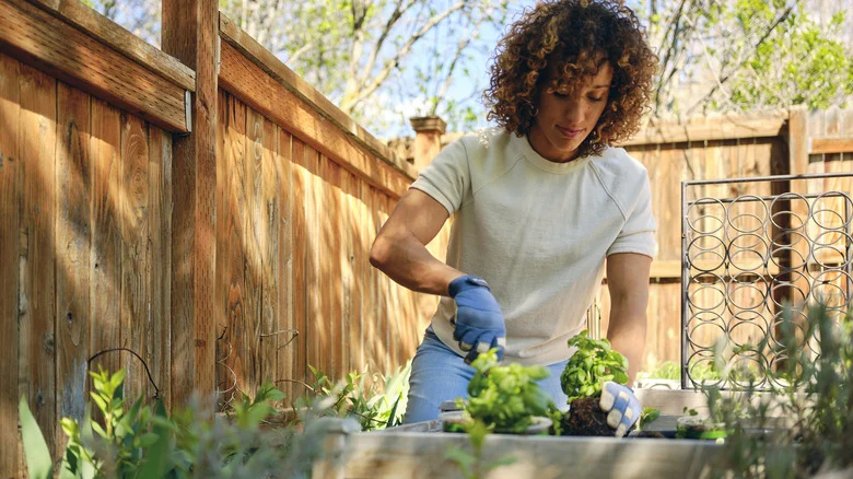 What To Do With The Fresh Herbs In Your Garden Before The First Frost