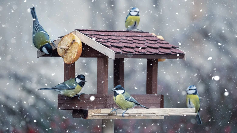 What To Do With Your Bird Feeder In The Winter