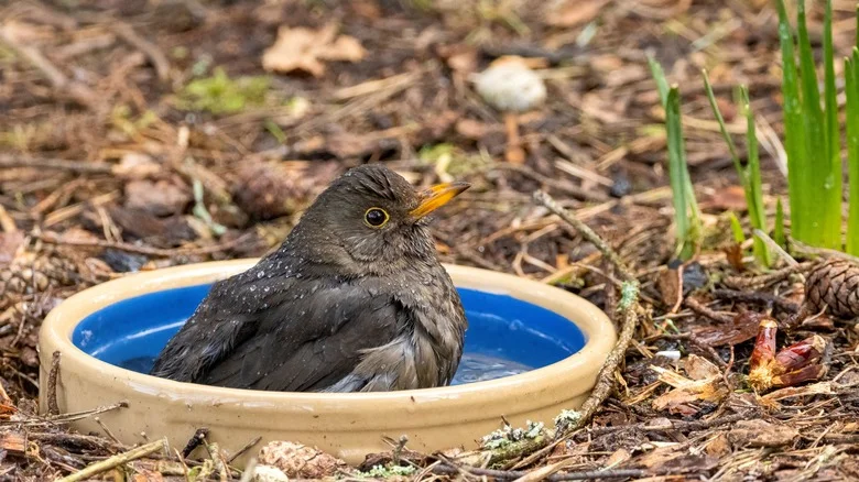 What To Know About Ground Birdbaths (Good & Bad)