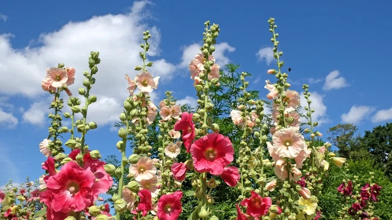 What To Know About Transplanting Hollyhocks In The Garden