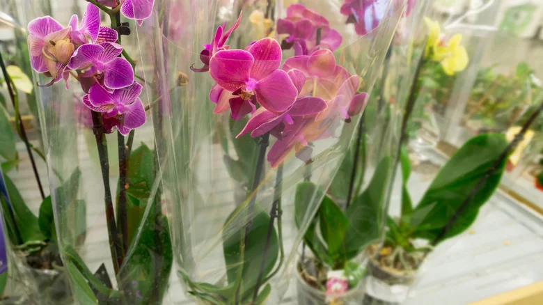 What To Know Before Attempting To Repot Your Orchid From Aldi