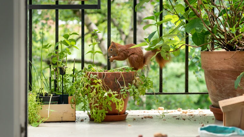 What To Know Before Using Blood Meal To Keep Squirrels Out Of Your Flower Pots