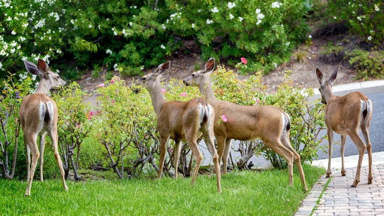 What To Know Before Using Liquid Fence To Keep Pests Out Of The Garden