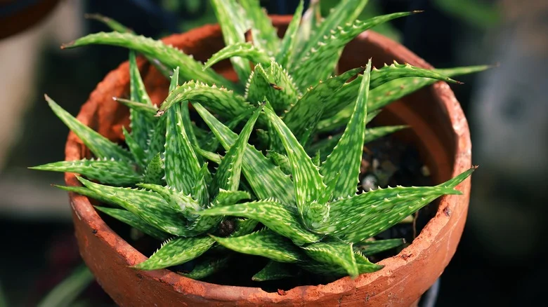 What To Know Before Watering Your Aloe Vera With Sugar Water