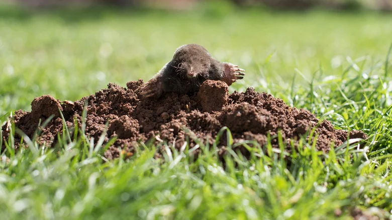 What Will A DIY Hot Sauce Deterrent Do To Moles In Your Yard? Read This Before Trying