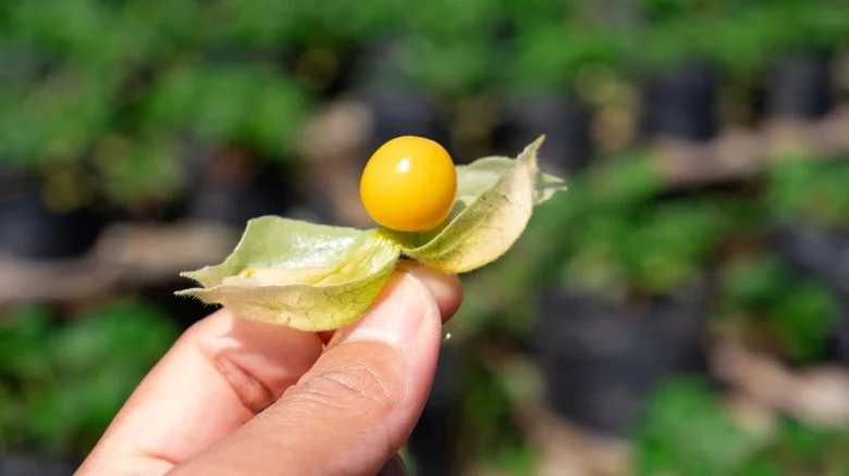 What You Should Know Before Planting And Growing Ground Cherries