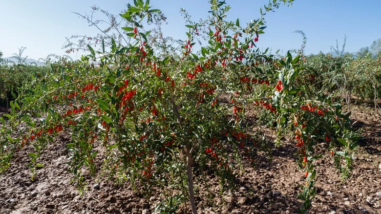 What You Should Know Before Planting Goji Berry Seeds