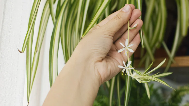 What You’re Doing Wrong That’s Preventing Your Spider Plant From Flowering