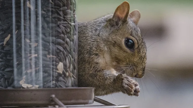Whatever Happened To Squirrel Boss Bird Feeder After Shark Tank Season 4?