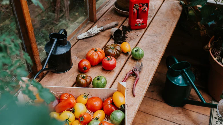 What’s The Best Fertilizer To Use For Tomato Plants In 2025?