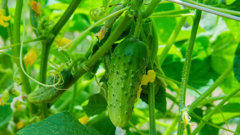 What’s The Best Way To Treat Powdery Mildew On Cucumbers?