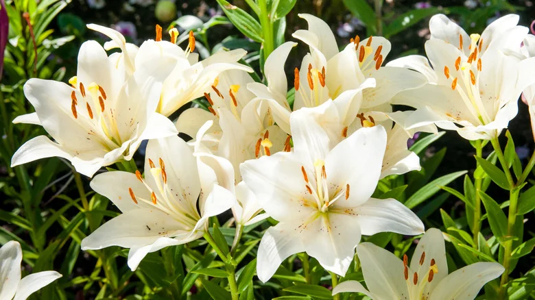What’s The Secret To Getting Easter Lilies To Bloom?