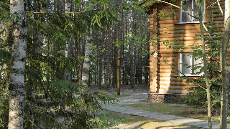 When And How To Use Pine Needles In Your Yard And Garden