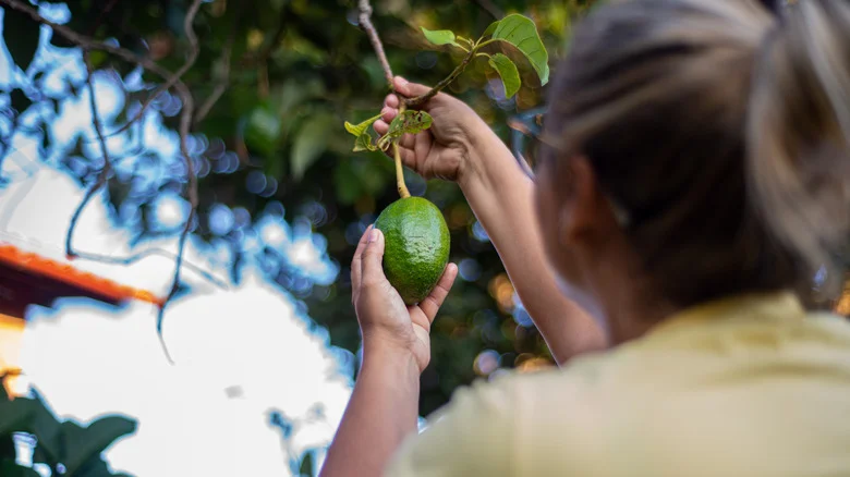 When Can You Expect To See Fruit On Your Avocado Tree
