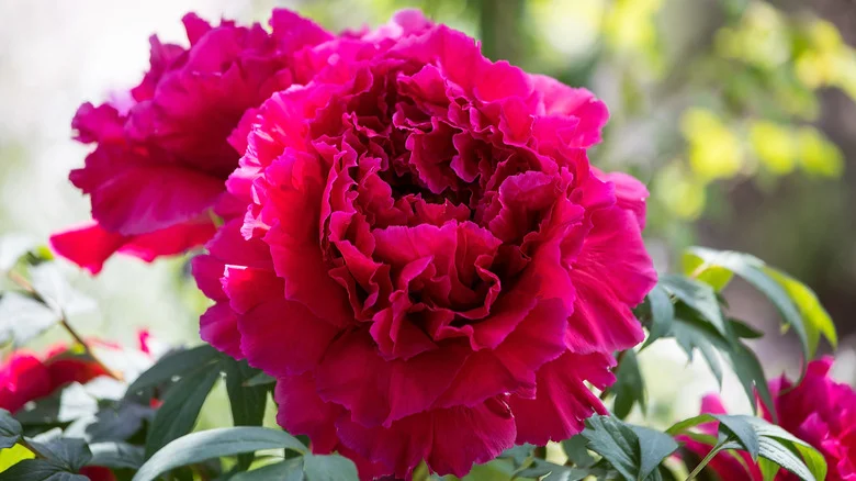 When Is The Best Time To Divide Peonies In Your Garden?