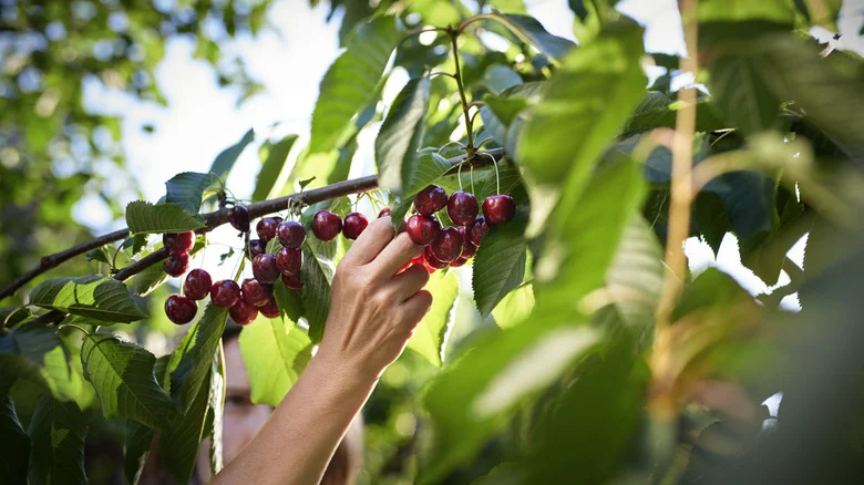 When Is The Best Time To Harvest Cherries?