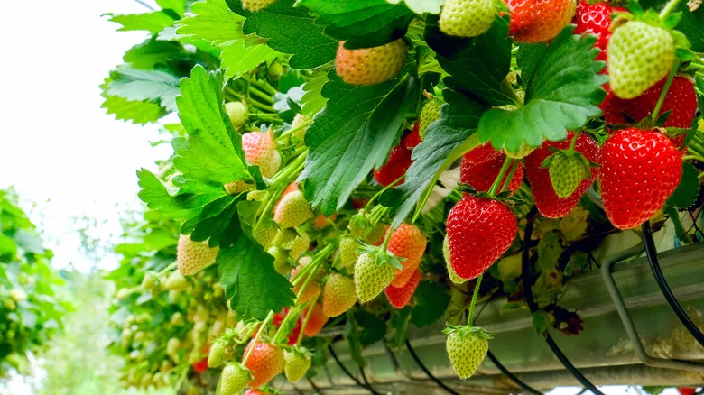 When Is The Best Time To Pick Strawberries?