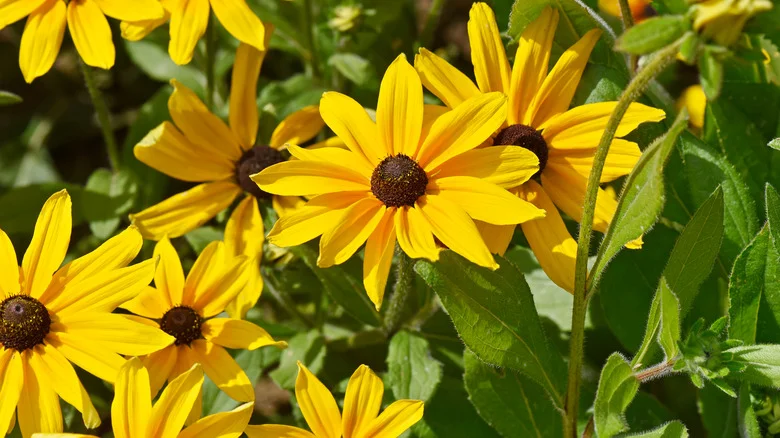 When Should You Divide Your Black-Eyed Susans?