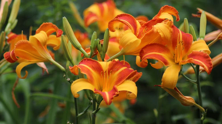 When Should You Divide Your Daylilies?