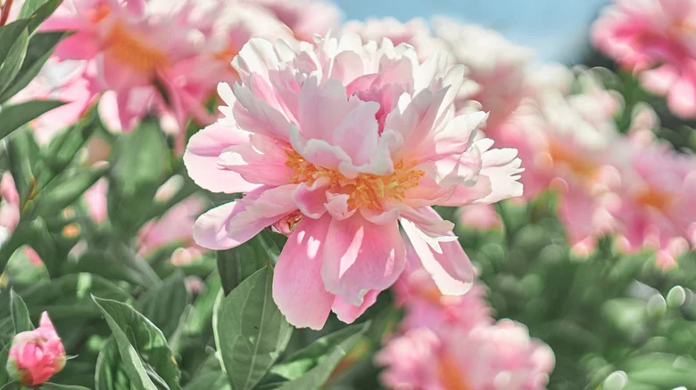 When Should You Plant Peonies For The Perfect Summer Bloom?